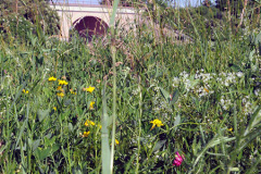 Blumenwiese vor Bahnbrücke am Teich in Bernhardsthal