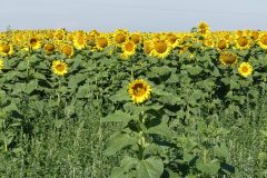 Feld
