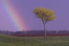 Baum mit Regenbogen