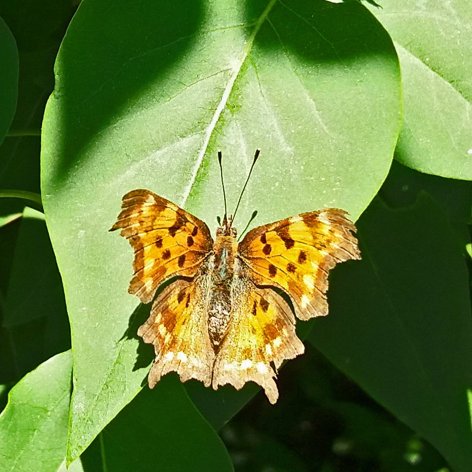 C-Falter, Foto: Böhm