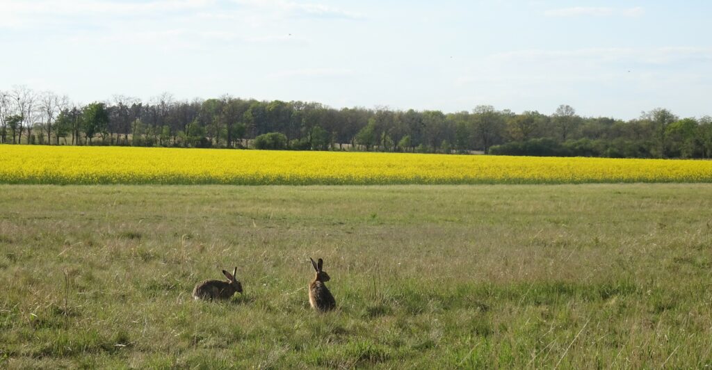 rabbits in flatland