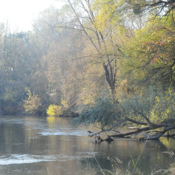 Altarm Thaya Auen im Herbst