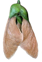 Ahorn - Frucht