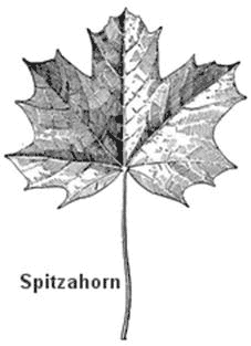 Spitzahornblatt