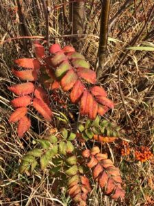 Blätter im Herbst