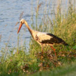 Storch am Landschaftsteich in Bernhardsthal