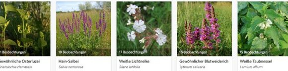 Ausgewählte Wildblumen als Anregung für unser Natur Sammelthema 2024