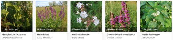 Ausgewählte Wildblumen als Anregung für unser Natur Sammelthema 2024