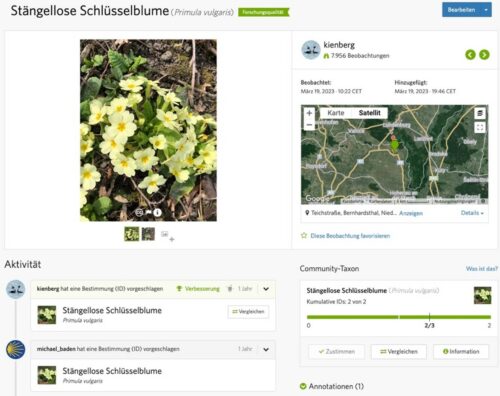 Die Seiten zu Funden und Beschreibungen für die "Primel" auf iNaturalist.