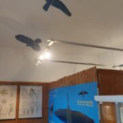 Vielfalt an Vögeln und anderen Tieren und Pflanzen im Museum aus den Feldern und Auen in Bernhardsthal