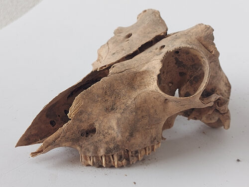 Skelett eines Hundkopfs aus dem neolithischen Hunde-Grab in Bernhardsthal.