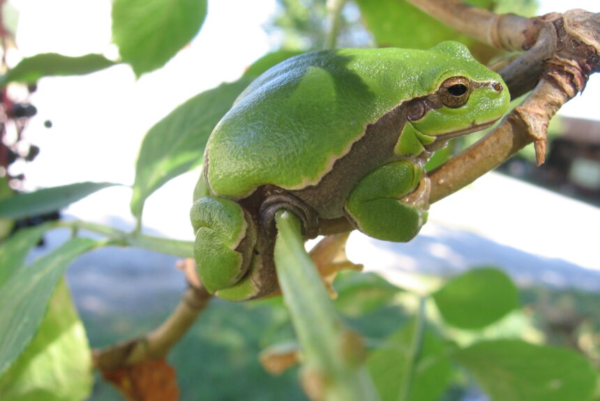 Laubfrosch