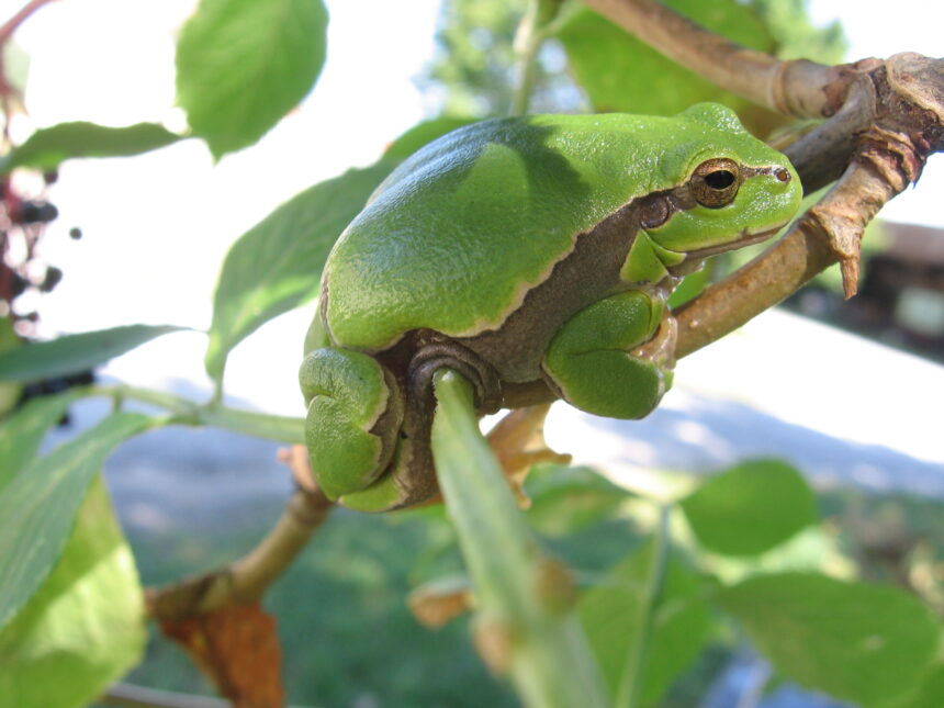Laubfrosch