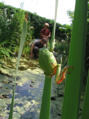 Lebens(t)raum: Amphibien im Garten