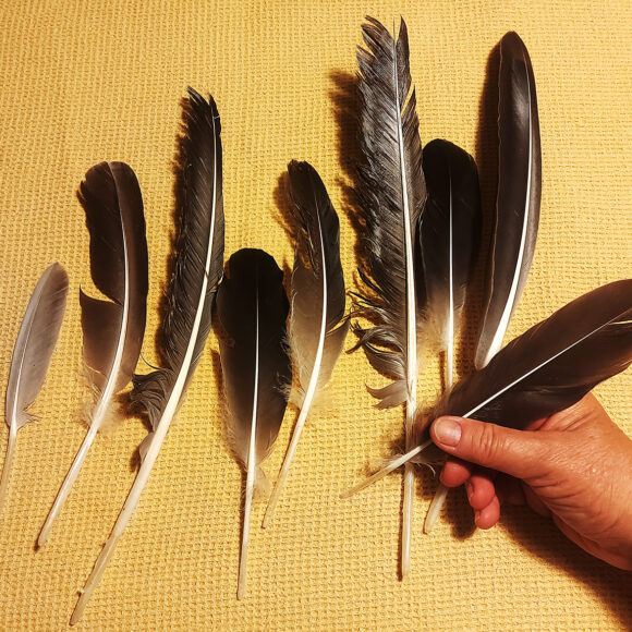Gänsefedern, aus denen ein Gänsekiel zum Schreiben gemacht wird.