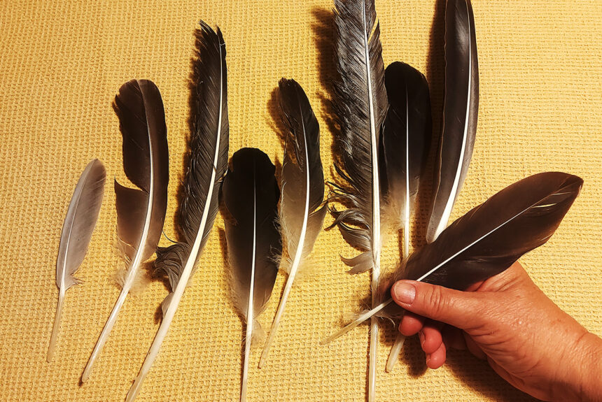 Schreiben mit einer Gänsefeder Gänsefedern, aus denen ein Gänsekiel zum Schreiben gemacht wird.