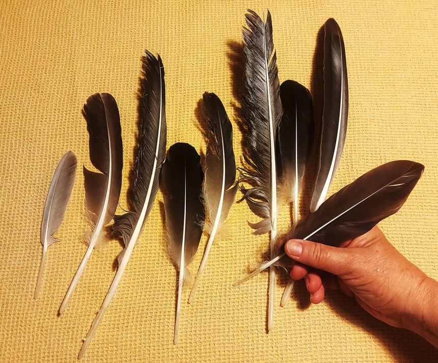 Schreiben mit einer Gänsefeder Gänsefedern, aus denen ein Gänsekiel zum Schreiben gemacht wird.